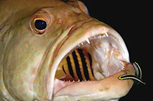 Images Dated 6th September 2004: Tiger grouper and cleaners, close up