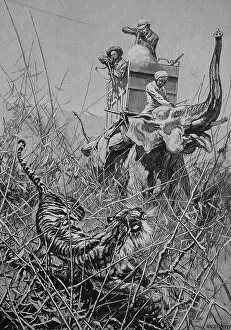 Creeping Prints: Tiger Hunt from the Elephant, India