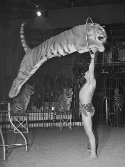 Cage Prints: Tiger Jumping Through Hoop