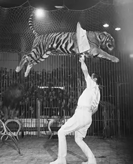 Trainer Prints: Tiger Jumping Through Hoop Over Trainer