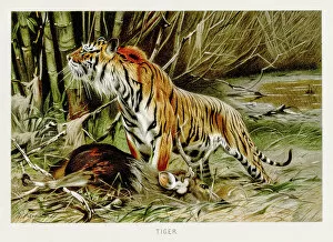 Images Dated 11th May 2017: Tiger lithograph 1894