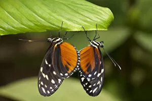 Images Dated 12th January 2012: Tiger Longwing Butterfly, Costa Rica