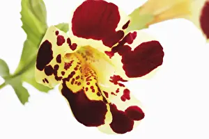 Asteridae Prints: Tiger Monkey Flower (Mimulus tigrinus)