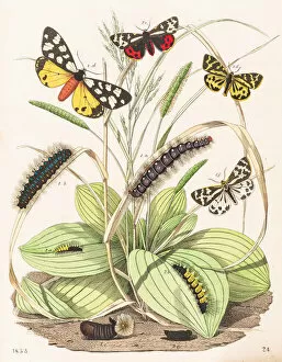 Images Dated 13th June 2015: Tiger moths butterflies engraving 1853