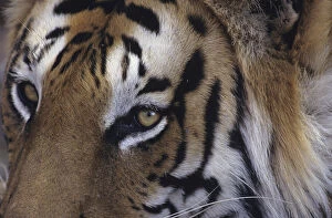 Tiger (Panthera tigris), close-up of head, Rajasthan, India