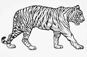 Looking Down Gallery: Tiger (Panthera tigris), walking forwards