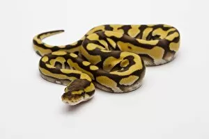 Tiger Phantom Ball Python or Royal Python -Python regius-, female