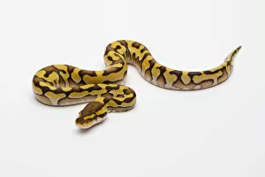 Images Dated 21st September 2011: Tiger Phantom Yellow Belly Ball Python or Royal Python -Python regius-, male