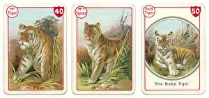 Noah's Art Victorian Card Game Prints Collection: Three tiger playing cards Victorian animal families game