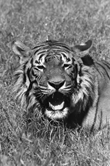 Tiger Roars