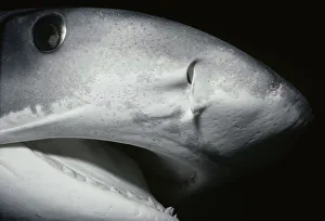 Images Dated 8th April 2010: Tiger Shark