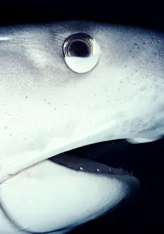 Tiger shark (Galeocerdo cuvier) with nictating membrane half closed