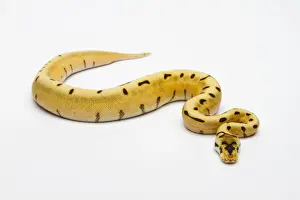 Reptilia Prints: Tiger Spider Ball Python or Royal Python -Python regius-, female