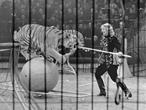 Tiger Tamer Instructing Tiger to Balance on Ball