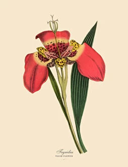 Tigridia or Tiger Flower Plants, Victorian Botanical Illustration