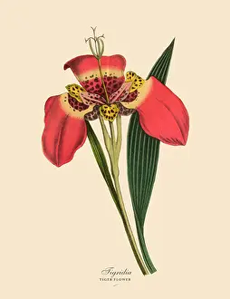Exoticism Prints: Tigridia or Tiger Flower Plants, Victorian Botanical Illustration