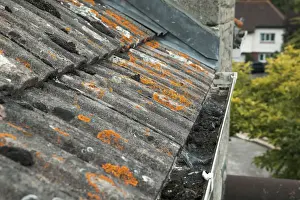 Lichen Prints: Tiled roof, clogged guttering, orange lichen growth on tiles