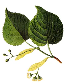 Tilia platyphyllos, largeleaf linden, large-leaved linden, large-leaved lime, largeleaf