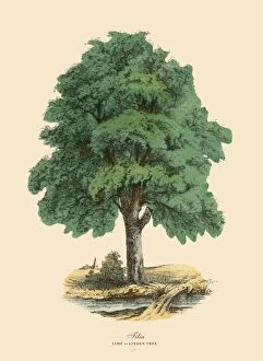 Images Dated 22nd March 2016: Tilia Tree or Lime and Linden, Victorian Botanical Illustration