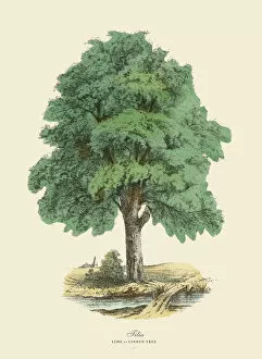 The Book of Practical Botany Gallery: Tilia Tree or Lime and Linden, Victorian Botanical Illustration