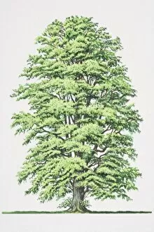 Trees Gallery: Tilia x europaea, Lime tree