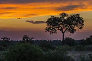 Open Space Prints: Timbavati Reserve, Mpumalanga Province South Africa