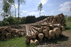 Timber harvesting, timber, spruces lying on the road, cleared area behind, Wipperfuerth, North Rhine-Westphalia