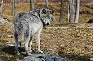 Images Dated 13th March 2010: Timber Wolf