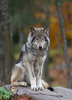 Jim Cumming Photography Gallery: Timber Wolf 17