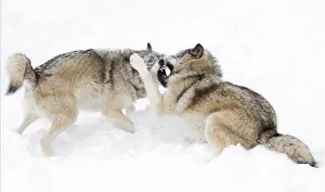 Timber wolf fight
