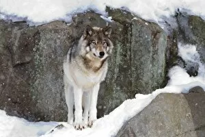 Images Dated 22nd February 2014: Timber Wolf on Guard