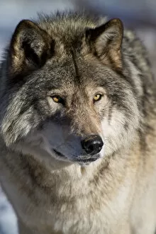 Images Dated 11th December 2012: Timber Wolf Portrait