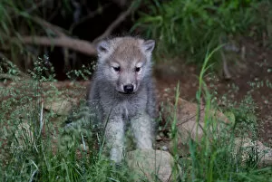 Images Dated 3rd June 2012: Timber wolf pup