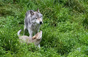 Images Dated 27th July 2014: Timber wolf and pup