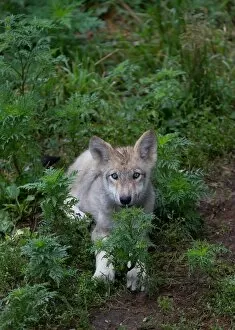 Images Dated 27th July 2014: Timber wolf pup