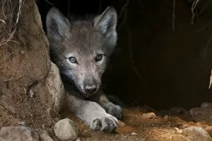 Images Dated 21st July 2011: Timber wolf pup