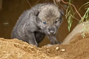 Images Dated 5th June 2011: Timber Wolf Pup