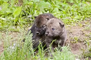 Images Dated 5th June 2011: Timber Wolf Pups