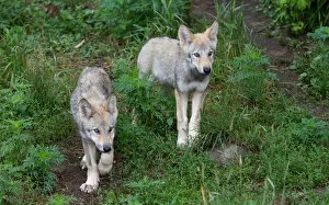 Images Dated 27th July 2014: Timber wolf twin pups