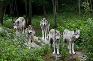 Images Dated 27th July 2014: Timber Wolves