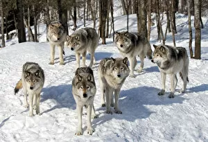 Images Dated 12th February 2016: Timber wolves