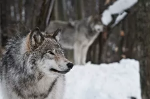 Images Dated 22nd January 2012: Timber wolves