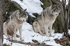 Images Dated 31st December 2010: Two Timber Wolves