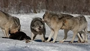Images Dated 27th December 2010: Timber wolves feeding