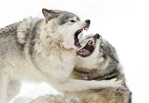 Two Animals Gallery: Timber wolves play fighting in the snow