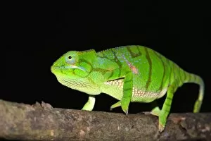 Timoni Chameleon -Furcifer timoni-, a recently discovered species of chameleon, Nord-Madagaskar, Madagascar