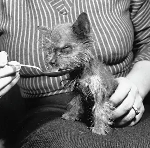 Tiny Dog