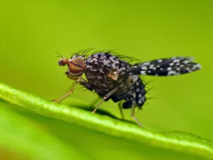 Images Dated 18th June 2011: Tiny fly