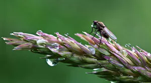 Images Dated 25th June 2011: Tiny fly blowing bubbles