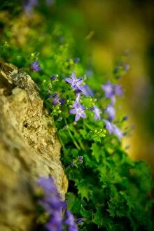 Images Dated 12th May 2015: Tiny Purple Flowers at Plitvice Lakes National Park